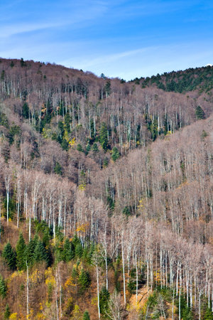 Treetops. Forest on a mountain Sljeme, near Zagreb, Croatia