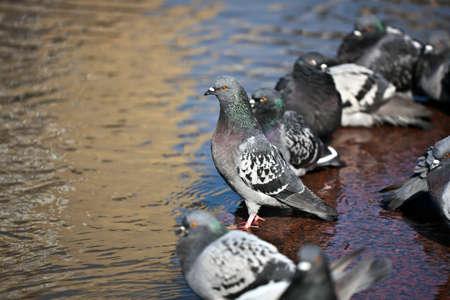 Pigeon standing out from the crowdの写真素材