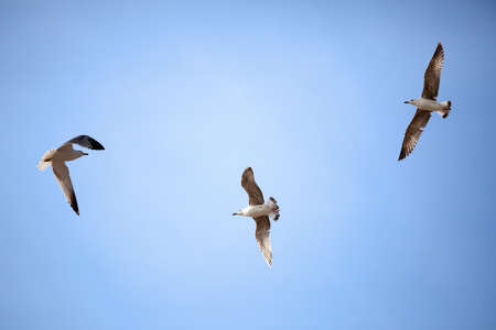 Flock of gulls against a sky flying aroundの写真素材