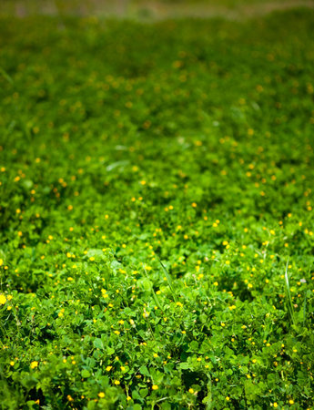 Green meadow in spring - close up shot