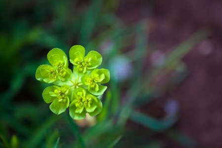 Meadow flower macro detail in Ston area, Croatia, Europe.の写真素材