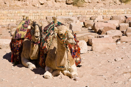 Two camels resting in Jordan Petra desert.の写真素材