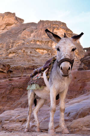 Bedouin donkey in Petra - Nabataeans capital city (Al Khazneh) , Jordan.の写真素材