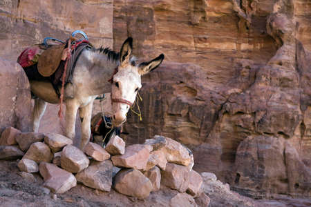 Bedouin donkey in Petra - Nabataeans capital city (Al Khazneh) , Jordan.の写真素材