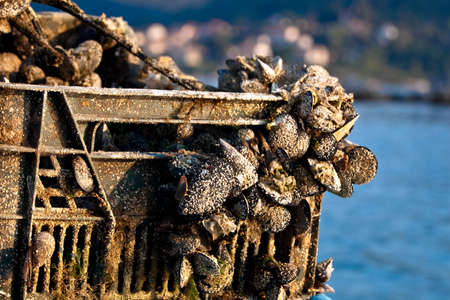 Mussel breeding detail with basket witch has been in the sea for a long timeの写真素材
