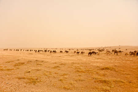 Bedouin herd of camels near Rasafa. Sand storm rising panorama.の写真素材