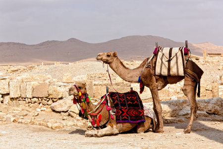 Camels in Ancient Roman time town in Palmyra (Tadmor), Syria. Greco-Roman & Persian Period.