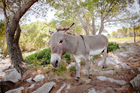 Mediterranean donkey, shot in Croatia