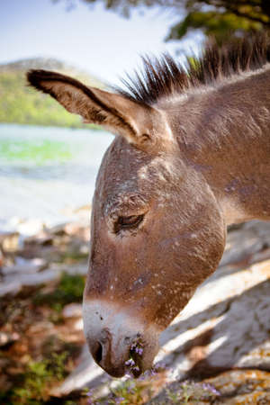 Mediterranean donkey, shot in Croatiaの写真素材