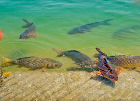 the famous koi fish of the Golden Temple. Holiest shrine of the Sikh religionの写真素材