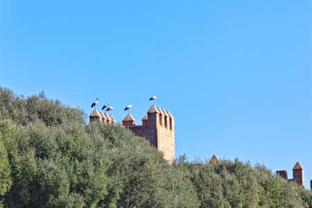 Storks and Ruins of the ancient necropolis of Kellah in the city of Rabat, Morocco.の写真素材