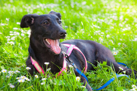 Small, young, black dog posing in the park.の写真素材