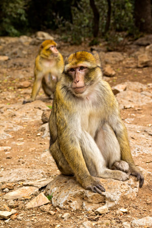 Portrait of a monkey in Morocco, Africa