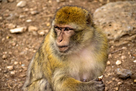 Portrait of a monkey chewing peanuts in Morocco, Africaの写真素材