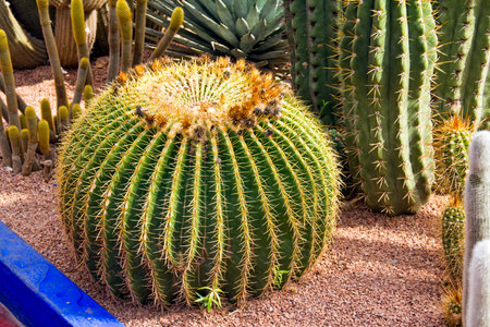 Cactus detailの写真素材