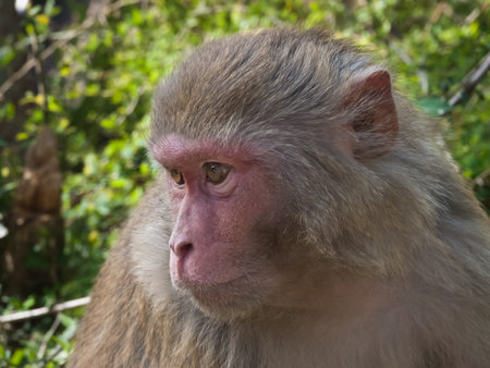 Profile portrait of a monkey, India