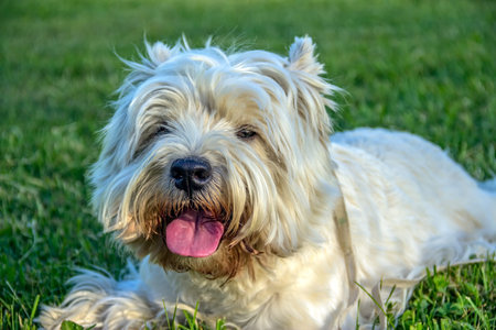 West Highland White Terrier on a green meadow