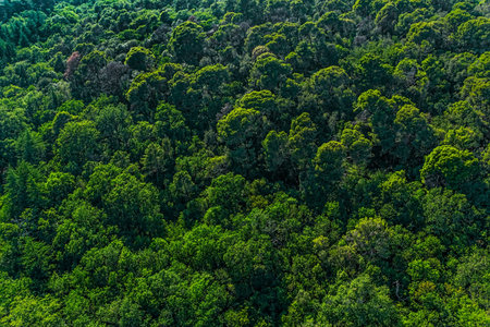 Helicopter aerial shoot of Istrian nature in the continental part, near Motovun, Croatia