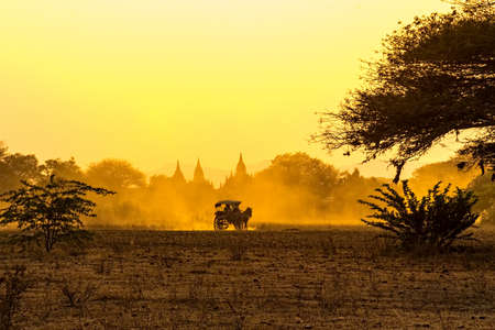 Sunset in Bagan with silhouettes of the pagodas and a horse cart transports tourists.の写真素材