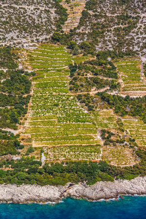 Famous Croatian vineyards with Dingac grapes  Cultivated only on this small part of Peljesac peninsula near the sea in Dubrovnik archipelago の写真素材