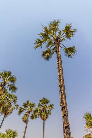 Palm tree with a ladder for picking coconuts, shoot in Bagan, Burma.の写真素材