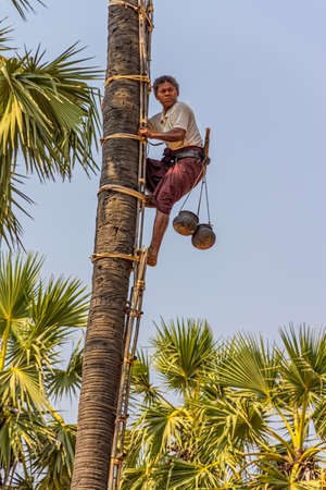 BAGAN, MYANMAR - FEBRUARY 24: Coconut picker comes down from palm tree on February 24, 2013 in Bagan, Myanmar.のeditorial素材