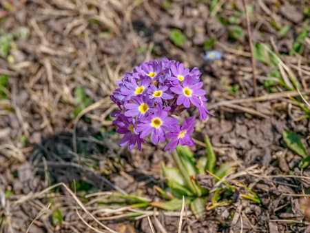 Flowers of Himalayan Primrose (Primula denticulata), just a little and simple pink flower.