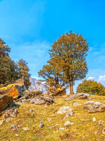 Old tree on top of Himalayan mountains.の写真素材