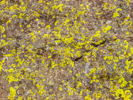 Himalayan lichens on the rock in springtime.の写真素材