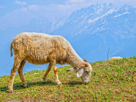 Trimmed sheep grazing the grass in the Himalaya mountains.の写真素材