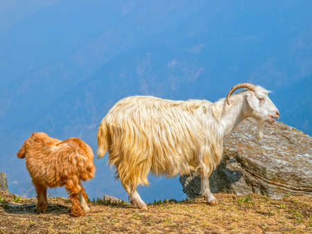 Goat and goatling on the meadow in Himalaya mountains.の写真素材
