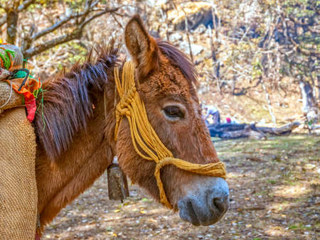 Animal mule portrait in profile, Himalaya India.の写真素材