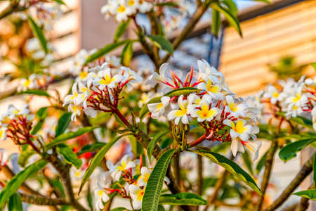Beautiful plumeria flowers in bloom, Tel Aviv on Metzitzim Beach.の写真素材