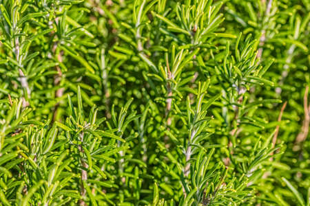 Fragrant green rosemary on a beautiful summer day in city park.の写真素材