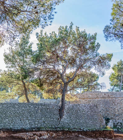 Tree growing through the wallの写真素材