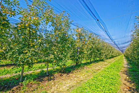 Apple orchard row