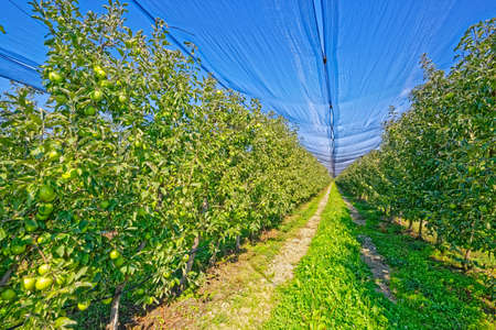 Apple orchard harvest timeの写真素材