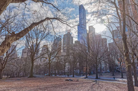 New York trees in Central Park winter timeのeditorial素材