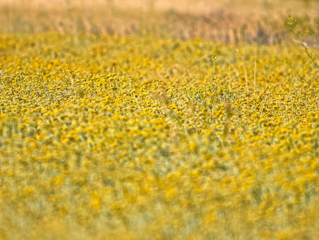 Immortelle field near Oklaj in Croatiaの写真素材