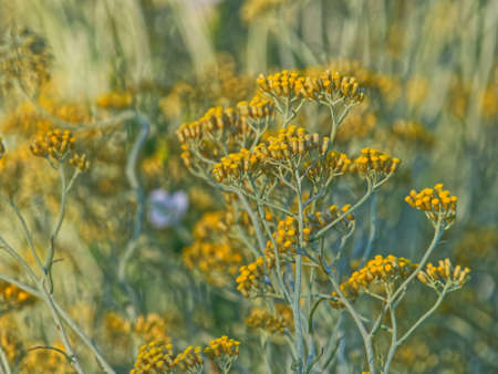 Immortelle field near Oklaj in Croatiaの写真素材