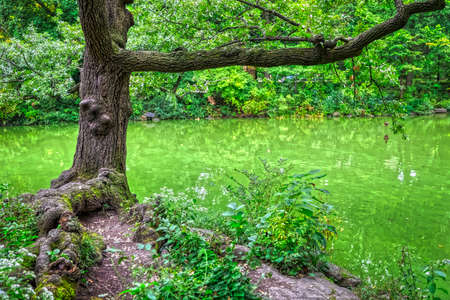 Central Park in New Yorkの写真素材