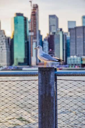Seagull and the Manhattan, New Yorkの写真素材