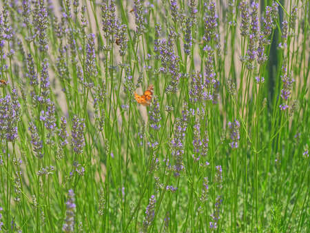 Close up of medicinal lavender plant stems in the field near Oklaj in Croatia for growing a medicinal herbs. Dalmatian hinterland in Promina County at Dalmatian Zagora in Croatiaの写真素材