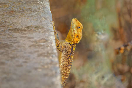 Stellagama lizard at the old wall in Corfu Greeceの写真素材