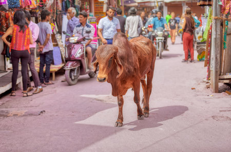 Pushkar holy cow walking on the street, Rajasthan Indiaのeditorial素材