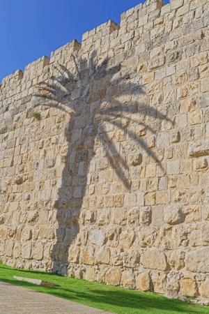 City walls with palm tree shadow in Jerusalem Israelの写真素材