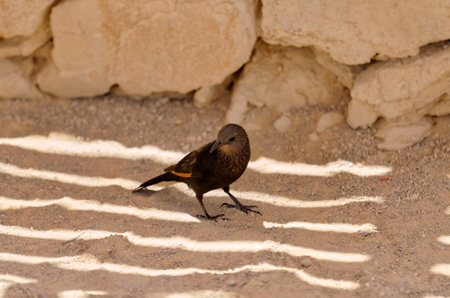 Desert bird Tristrams Starling at Masada National Park in Israel