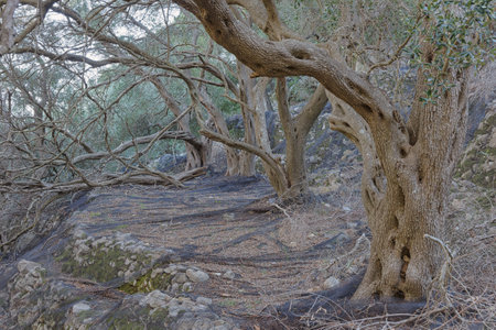 Ready-to-Harvest Olives in Corfuの写真素材