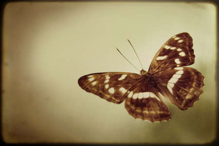 Antique Butterflyの写真素材
