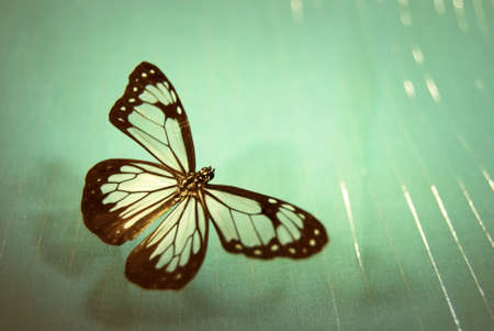 Glasswing butterflyの写真素材